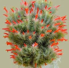 Tillandsia funckiana