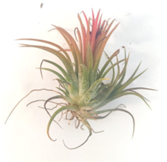 Tillandsia ionantha multi