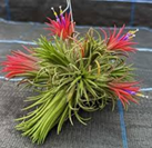 Tillandsia ionantha multi
