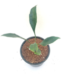 Blue oil fern broad leaf (4 inch pot)