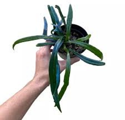 Blue oil fern broad leaf (4 inch pot)