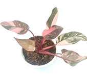 Philodendron pink princess galaxy
(4.5 inch pot)
