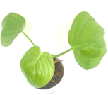 Philodendron eximum
(4 inch pot)