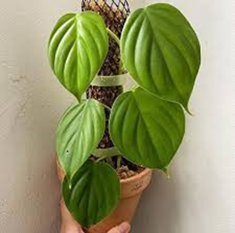 Philodendron eximum
(4 inch pot)
