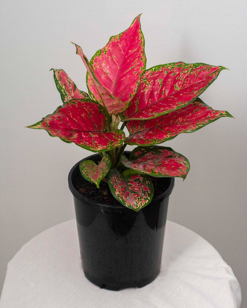 Red Aglaonema (Aglaonema 'Siam Aurora')