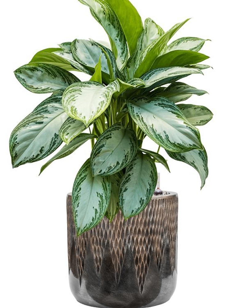 Aglaonema Silver Bay