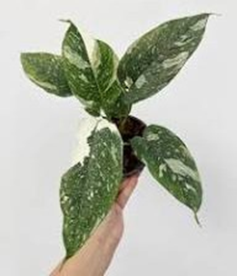 Schismatoglottis sp
(4.5  inch pot)