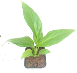 Peace lilly (4 inch pot)