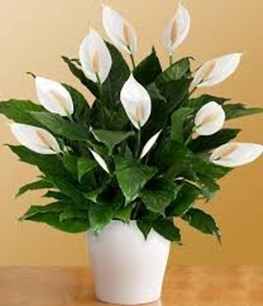 Peace lilly (4 inch pot)