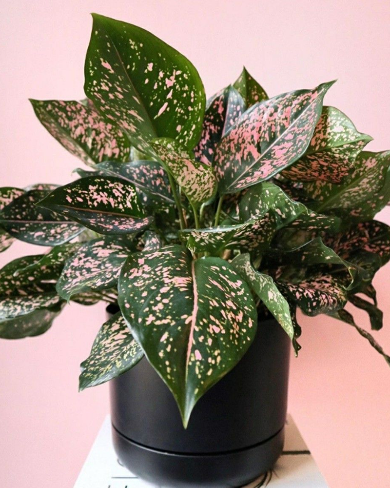 Aglaonema 'Pink Dalmatian'