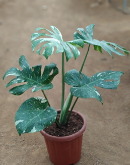 Monstera thai constellation (10 inch pot)