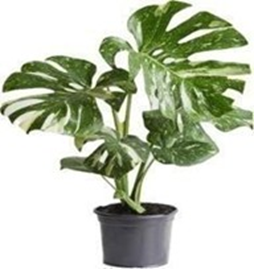 Monstera thai constellation (10 inch pot)