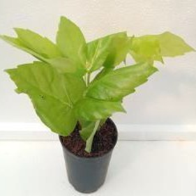 Brassia gold
(4 inch pot)