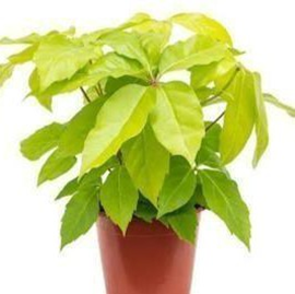 Brassia gold
(4 inch pot)