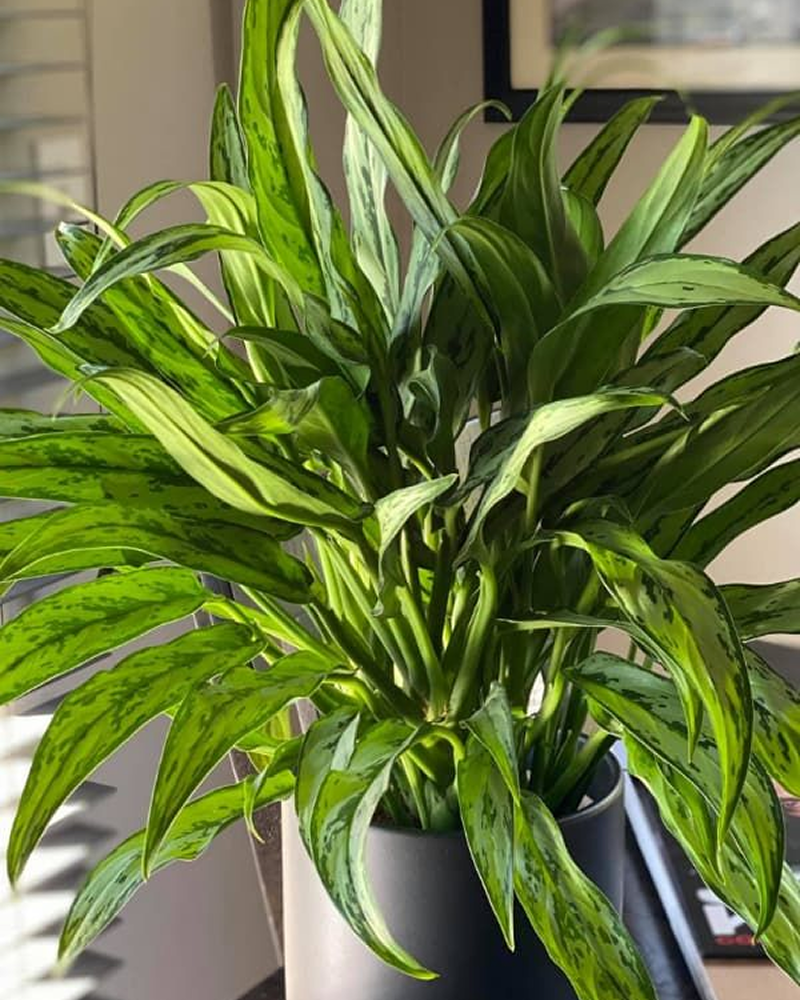Aglaonema 'Cutlass'