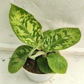 Homalomena camouflage (4 inch pot)