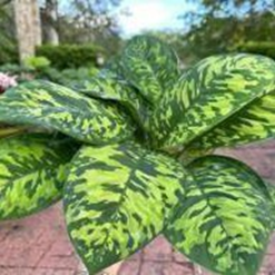 Homalomena camouflage (4 inch pot)
