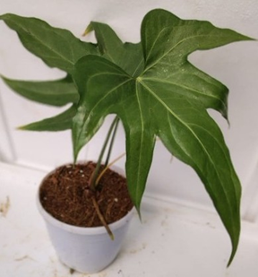 Anthurium pedatoradiatum
4.5 inch pot