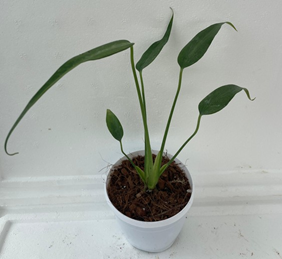 Monstera burle marx flame
(4.5 inch pot)