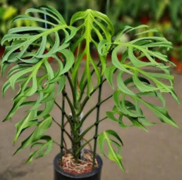 Monstera burle marx flame
(4.5 inch pot)
