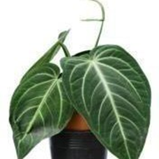 Anthurium villenaorum (4 inch pot)