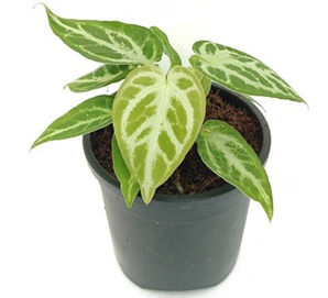 Anthurium Silver Blush
(4 inch pot)