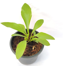 Birds nest fern
(4 inch pot)