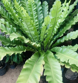 Birds nest fern
(4 inch pot)