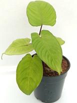 Schismatoglottis sumatra
(4 inch pot)