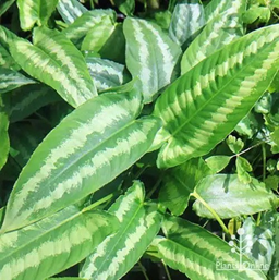 Schismatoglottis sumatra
(4 inch pot)