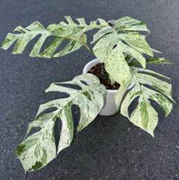 Epipremnum Pinnatum marble variegated
(6 inch pot)