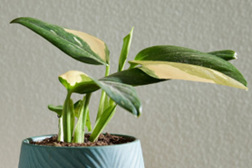 Alpinia vareigated aurea
(4 inch pot)