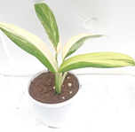 Alpinia vareigated aurea
(4 inch pot)