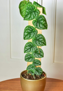 Monstera dubia
(4 inch pot)