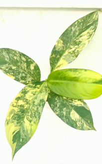 Dieffenbachia big ben variegated
(4 inch pot)