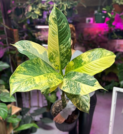 Dieffenbachia big ben variegated
(4 inch pot)