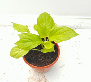 Homalomena gold
(4 inch pot)