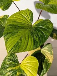 Homalomena gold
(4 inch pot)