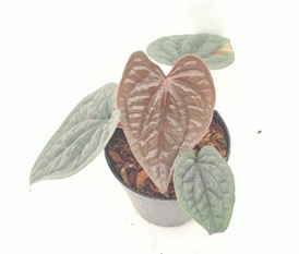 Anthurium luxarians (4 inch pot)