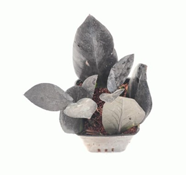 Zamia black (3.5 inch pot) ZZ black/ZZ raven