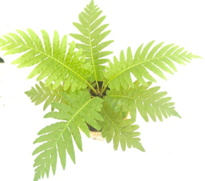 Tree fern
( 4 inch pot)