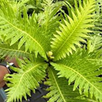 Tree fern
( 4 inch pot)