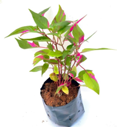 Alternanthera 6/8 packet