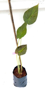 Anthurium regale shield
6/8 packet