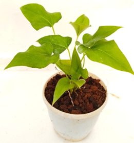 Anthurium brownii (4.5 inch pot)