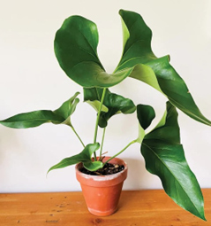 Anthurium brownii (4.5 inch pot)