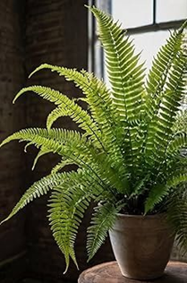 Boston fern (4 inch pot)