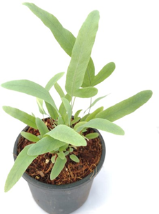 Blue star fern
(4 inch pot)