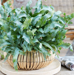 Blue star fern
(4 inch pot)