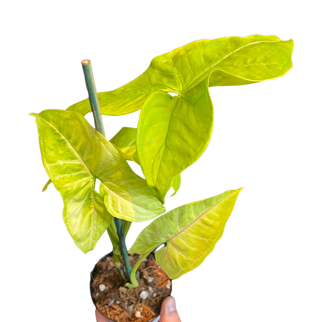 Syngonium (neon)